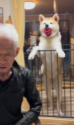 おじいちゃんが食事をとっていたら、秋田犬が…まさかの『どつき』が衝撃的すぎると1100万再生「大御所感すごいｗｗ」「完全に舐めてて草」