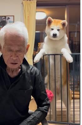 おじいちゃんが食事をとっていたら、秋田犬が…まさかの『どつき』が衝撃的すぎると1100万再生「大御所感すごいｗｗ」「完全に舐めてて草」