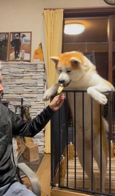 おじいちゃんが食事をとっていたら、秋田犬が…まさかの『どつき』が衝撃的すぎると1100万再生「大御所感すごいｗｗ」「完全に舐めてて草」