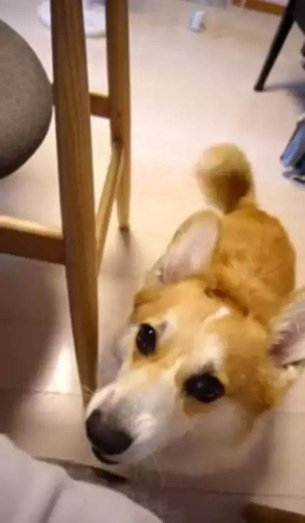 犬が『眠たくなってきたから撫でてほしい』とお願いをしにきて…絶対に断れない『まさかの表情』が114万再生「確信した顔かわいすぎる」と悶絶