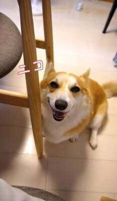 犬が『眠たくなってきたから撫でてほしい』とお願いをしにきて…絶対に断れない『まさかの表情』が114万再生「確信した顔かわいすぎる」と悶絶