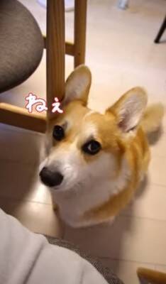 犬が『眠たくなってきたから撫でてほしい』とお願いをしにきて…絶対に断れない『まさかの表情』が114万再生「確信した顔かわいすぎる」と悶絶