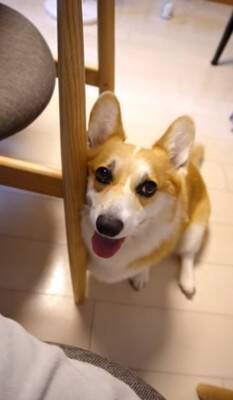 犬が『眠たくなってきたから撫でてほしい』とお願いをしにきて…絶対に断れない『まさかの表情』が114万再生「確信した顔かわいすぎる」と悶絶