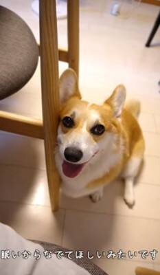 犬が『眠たくなってきたから撫でてほしい』とお願いをしにきて…絶対に断れない『まさかの表情』が114万再生「確信した顔かわいすぎる」と悶絶
