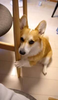 犬が『眠たくなってきたから撫でてほしい』とお願いをしにきて…絶対に断れない『まさかの表情』が114万再生「確信した顔かわいすぎる」と悶絶