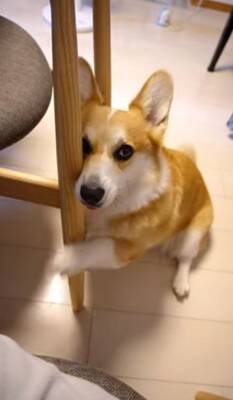 犬が『眠たくなってきたから撫でてほしい』とお願いをしにきて…絶対に断れない『まさかの表情』が114万再生「確信した顔かわいすぎる」と悶絶