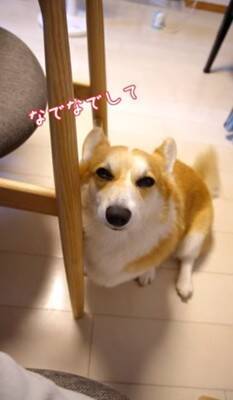 犬が『眠たくなってきたから撫でてほしい』とお願いをしにきて…絶対に断れない『まさかの表情』が114万再生「確信した顔かわいすぎる」と悶絶