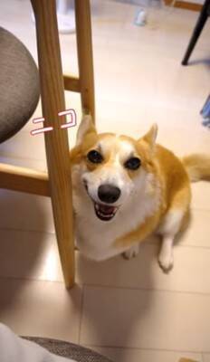 犬が『眠たくなってきたから撫でてほしい』とお願いをしにきて…絶対に断れない『まさかの表情』が114万再生「確信した顔かわいすぎる」と悶絶