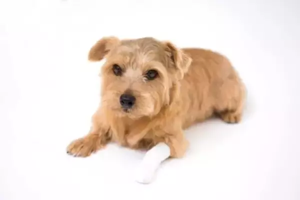 犬が『痛み』を感じているときにみせる仕草や行動5選　重症化の可能性がある危険な症状とは