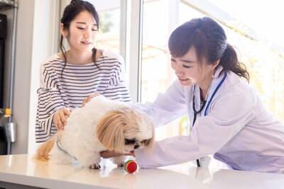 犬が『痛み』を感じているときにみせる仕草や行動5選　重症化の可能性がある危険な症状とは