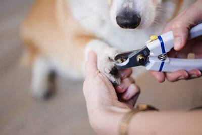 犬に苦痛を与える『爪切り方法』5つ　上手くできない場合の対処法まで解説