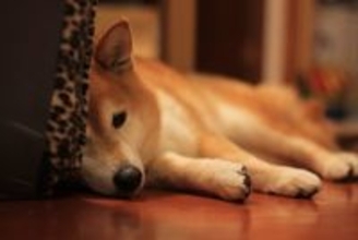 犬が飼い主に『裏切られた』と感じてしまうNG行為4選　失望した愛犬がみせる行動とは？