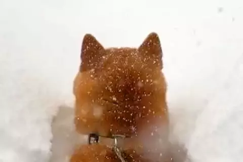 朝、起きたら大雪が積もっていて…犬が自ら埋もれに行った結果→『無謀すぎるダイブ』が愛おしすぎると136万再生「爆笑した」「揚げパンちゃん」