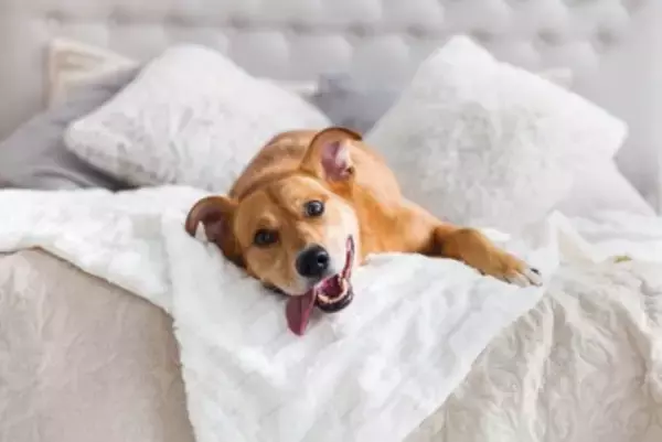 犬が『一緒に寝たい』と言っているサイン3選　飼い主と寝床を共にしても大丈夫？注意点まで解説