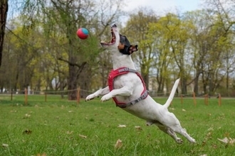 『運動がたくさん必要な小型犬』とは？アクティブに体を動かしたがる犬種をご紹介