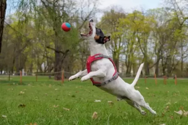 『運動がたくさん必要な小型犬』とは？アクティブに体を動かしたがる犬種をご紹介
