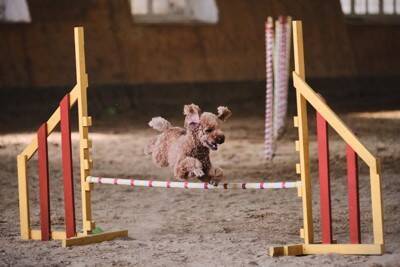 『運動がたくさん必要な小型犬』とは？アクティブに体を動かしたがる犬種をご紹介