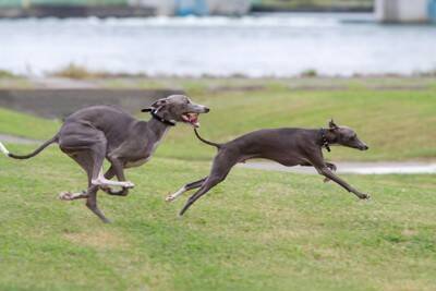 『運動がたくさん必要な小型犬』とは？アクティブに体を動かしたがる犬種をご紹介