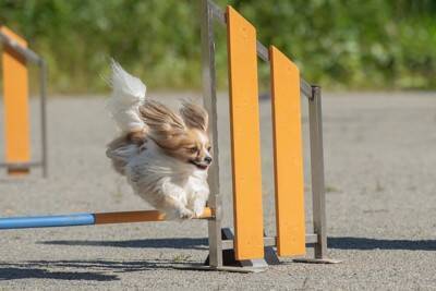 『運動がたくさん必要な小型犬』とは？アクティブに体を動かしたがる犬種をご紹介