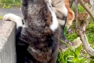 『お母さんが帰ってくる！』と気付いた3頭の大型犬→庭の塀から顔を出して…保育園児のような『帰宅待ちの光景』に絶賛「嬉しそう」「幸せ空間」