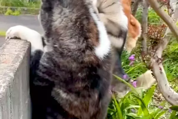『お母さんが帰ってくる！』と気付いた3頭の大型犬→庭の塀から顔を出して…保育園児のような『帰宅待ちの光景』に絶賛「嬉しそう」「幸せ空間」