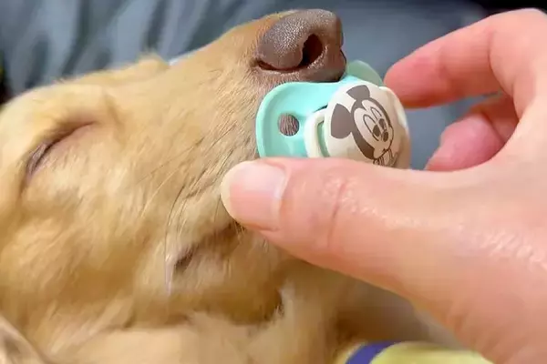 『おしゃぶり』をしながら眠る犬→回収しようとした結果…人間の赤ちゃんのような光景に2万いいね「赤子と同じｗｗ」「ちょっと可愛すぎんか」