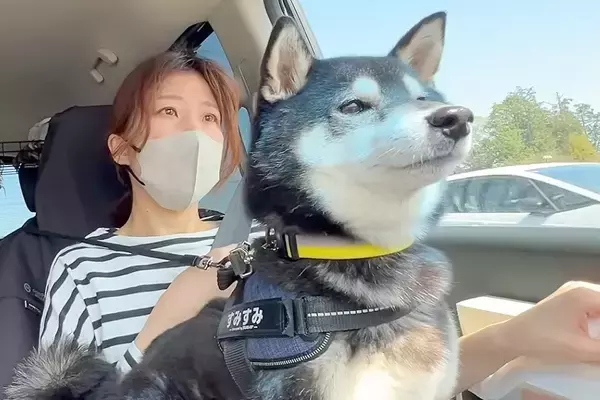 『ピクニックだ！』と大喜びする犬→行き先が『シャンプーされる場所』と気付いたら…想像を超える反応が15万再生「文句言ってて草」「顔がｗ」