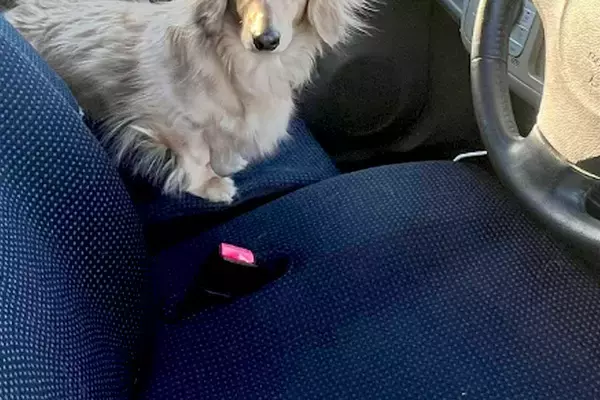 ふと『車の助手席にいた犬』見てみた結果→なぜか頭が…完全に想定外な光景が48万再生「スーパーサイヤ人で草」「飛んじゃいそうｗｗ」と爆笑