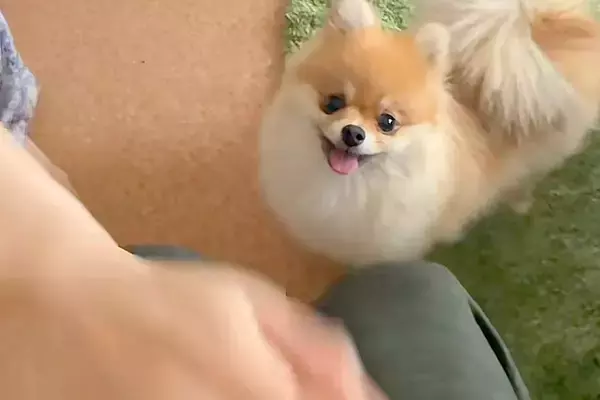 『犬はパパとママ、どっちを守るのか？』検証してみた結果→互いに叩くふりをしてみると…まさかの『態度の差』に反響「面白いｗ」「可愛くて最高」