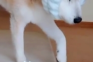 18歳のおじいちゃん犬が頭をぶつけないために『手作りのヘッドギア』をつけてみた結果…あまりに愛おしい光景が31万再生「可愛すぎて泣ける」