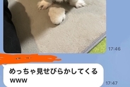 犬を預けた友人からLINE→『めっちゃ見せびらかしてくるｗｗ』と写真がきていて…あまりにも可愛い『自慢の表情』に反響「お友だちも素敵」