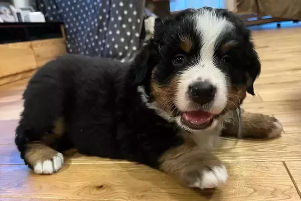 手足が短い『コロコロした赤ちゃん犬』→『このまま大きく育つかな』と思ったら、脚が…2歳になった『まさかの現在』に6万いいね「モデルみたい」