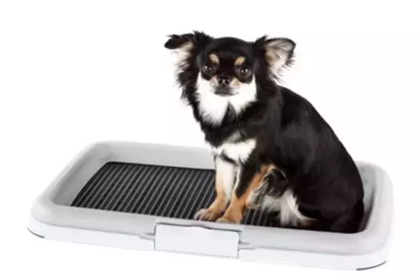 愛犬がうんちを踏んでしまうときのトイレのしつけ方法！まずは空間を広くしてみることが大切