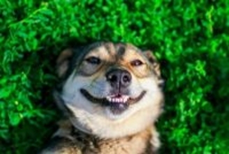 犬が『幸せ』を飼い主に伝えているときにする4つのサイン　表情や仕草で判断するコツとは？