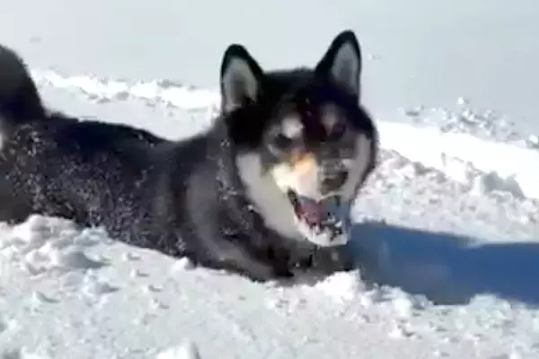 雪が積もった日、犬と一緒に外で遊んだ結果→『雪の中を駆け回る光景』に癒されると67万再生「見てて気持ちがいい」「筋肉痛になりそうｗ」