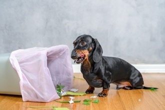 誤飲しやすいと言われている犬の特徴5選　予防する方法はあるの？飲み込んでしまった場合の応急処置まで