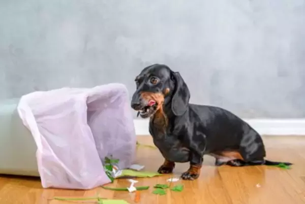 誤飲しやすいと言われている犬の特徴5選　予防する方法はあるの？飲み込んでしまった場合の応急処置まで