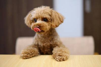 誤飲しやすいと言われている犬の特徴5選　予防する方法はあるの？飲み込んでしまった場合の応急処置まで