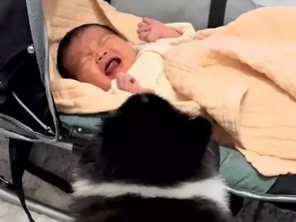 犬が暮らす家に、赤ちゃんが生まれた結果…心温まる『初対面と成長記録』にSNSで反響「気付いたら泣いてた…」「なんて尊い姿なの」