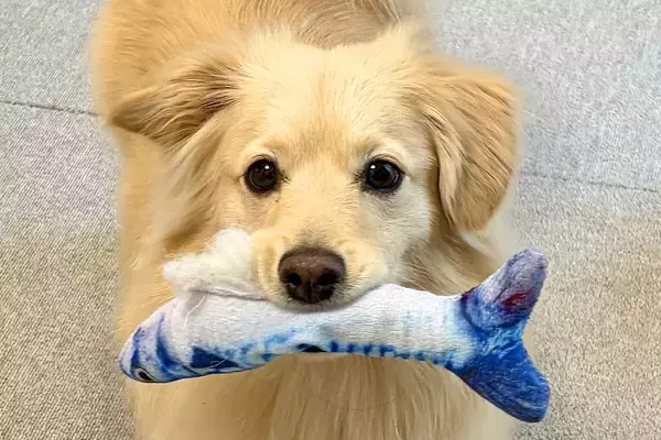 なぜか『魚のおもちゃ』を何度も見せに来る犬→まさかの『策士すぎる思惑』が13万表示「人間がチョロいの知ってて草」「学習能力高いｗ」と絶賛