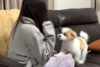 『犬が怖い女の子』と『初めて怖がられる犬』あまりにも可愛い"ふたりのやり取り"に996万再生の反響「てんやわんやｗｗ」「癒されました」
