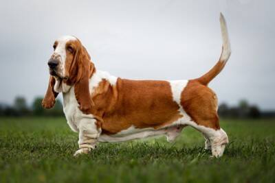 『短足な犬種』５選　足が短い犬との暮らしで飼い主が気をつけるべき対応とは？