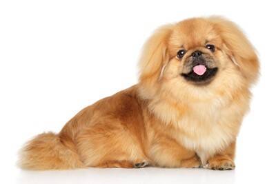 『短足な犬種』５選　足が短い犬との暮らしで飼い主が気をつけるべき対応とは？