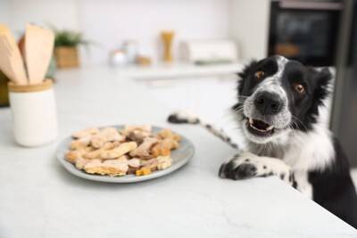 犬の『拾い食い』による死亡事故5つ　実際に報告されている事例や予防策まで