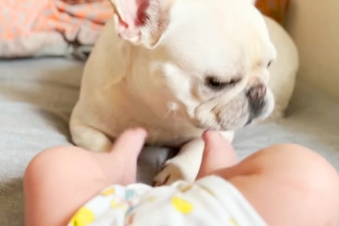 大好きな赤ちゃんに、犬が『蹴られてしまった』結果→『離れるかな』と思ったら…愛に溢れた光景に反響「優しい兄」「守らなきゃってわかってる」