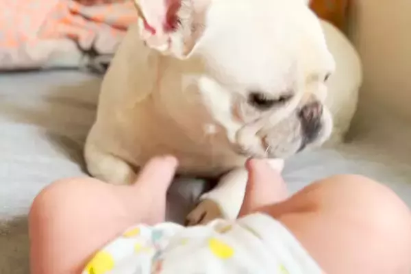 大好きな赤ちゃんに、犬が『蹴られてしまった』結果→『離れるかな』と思ったら…愛に溢れた光景に反響「優しい兄」「守らなきゃってわかってる」