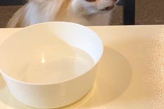 居酒屋で食事中、犬に『浮気現場』を目撃された結果→思った以上に『ブチギレている表情』に13万いいね「ガチの顔ｗｗ」「ズートピアにいそう」