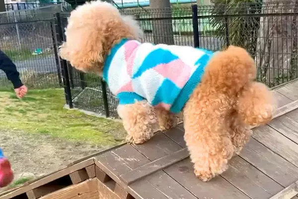 犬が『高いところに登った』結果→『だれかたすけて』と怖がって…愛おしすぎる『必死の抵抗』に反響「固まってるｗ」「コントみたいでかわいい」