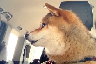 12歳の老犬が『スタバのドライブスルー』に行った結果→生まれて初めての経験で…尊すぎる光景に2万いいね「ワクワク伝わる」「超かわいい」