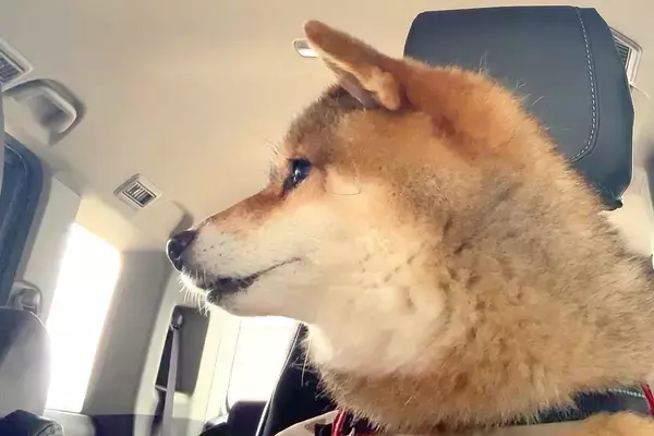 12歳の老犬が『スタバのドライブスルー』に行った結果→生まれて初めての経験で…尊すぎる光景に2万いいね「ワクワク伝わる」「超かわいい」